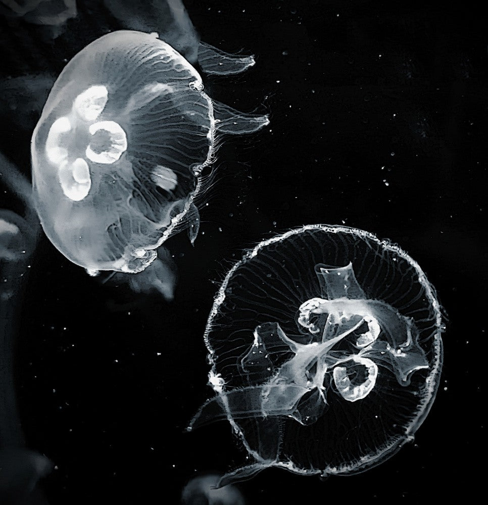 Floating jellyfish .