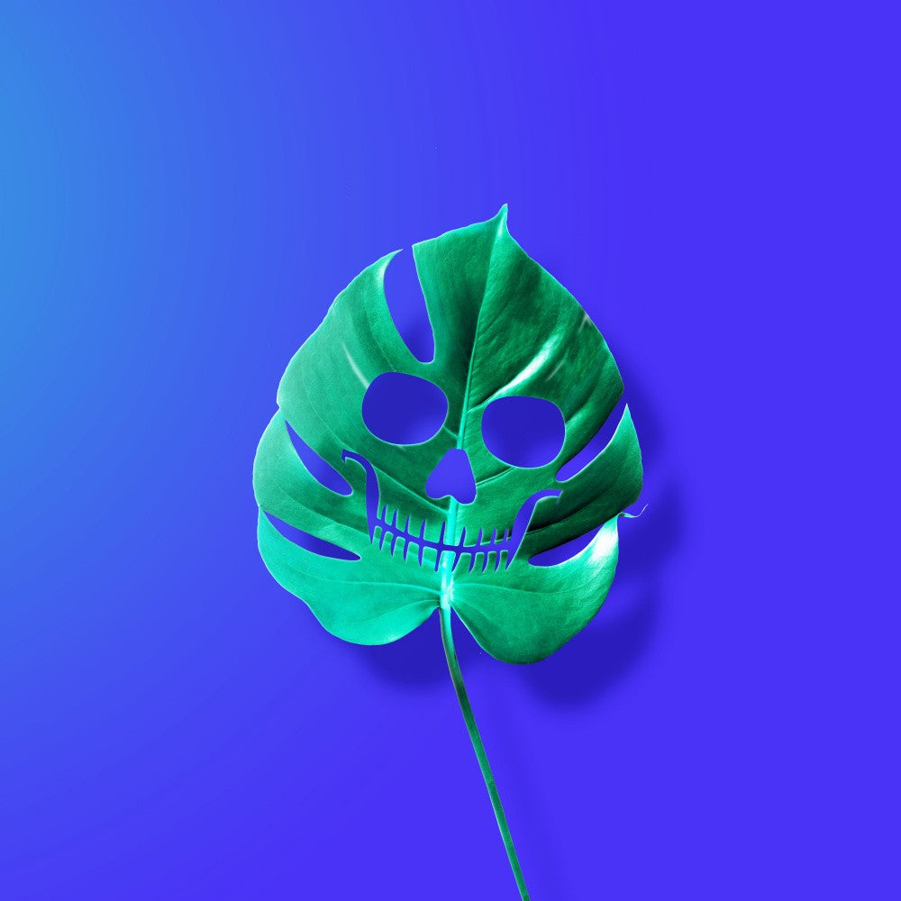 Monstera