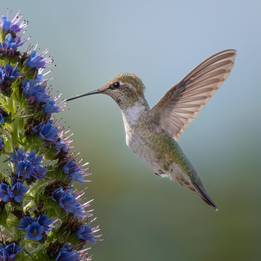 Hummingbird