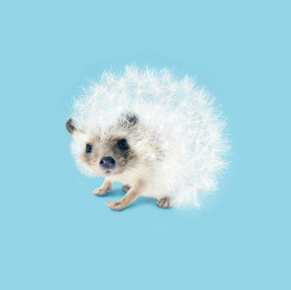 Prickly Like Dandelion