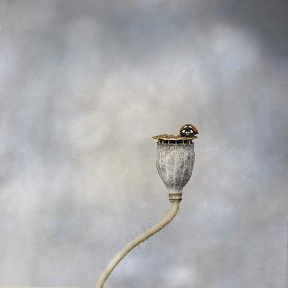 Poppy pod & ladybird