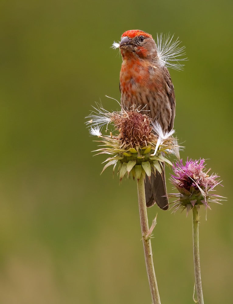 House Finch on a thistle