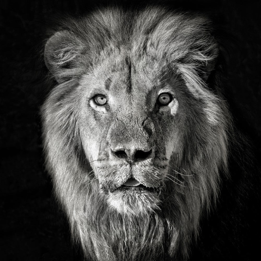 Lion Portrait- Panthera Leo