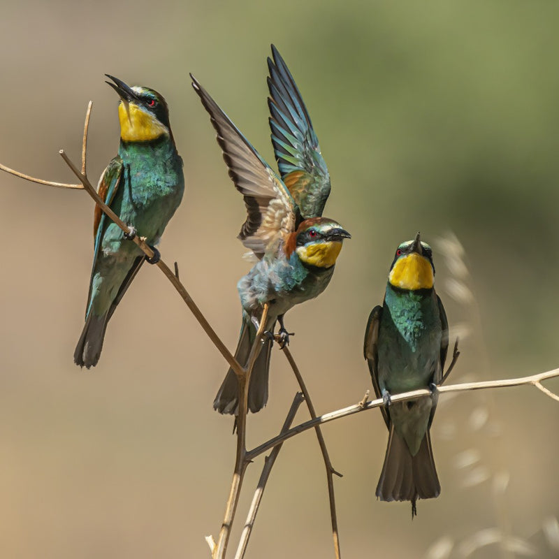 Bee-eaters