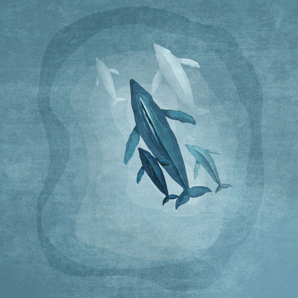 Sérénade de Baleine