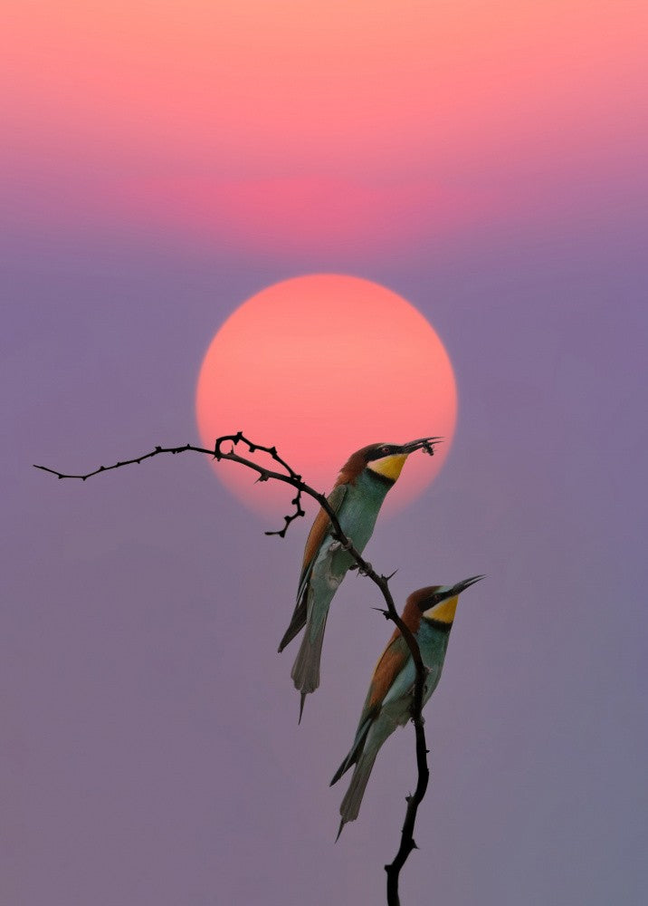 European Bee-eater at the end of the day