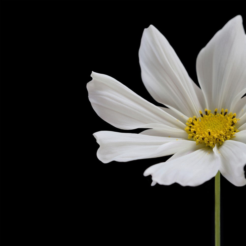 White Cosmos Flower Square