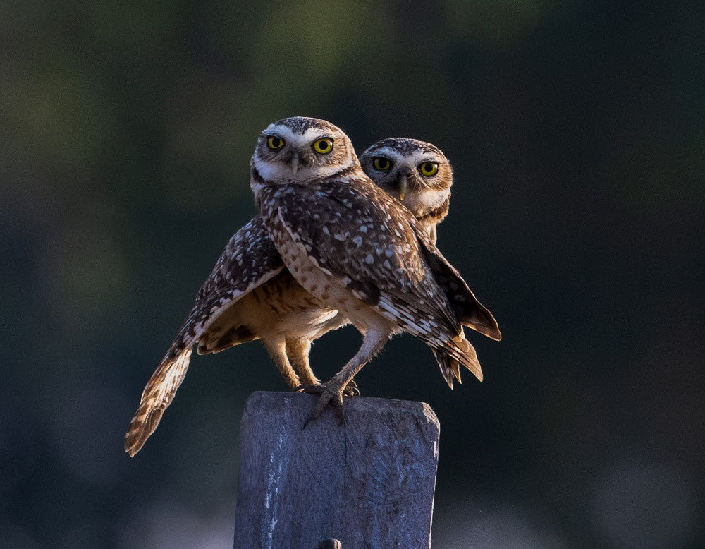 a pair