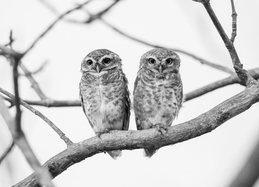 A tale of two owlets
