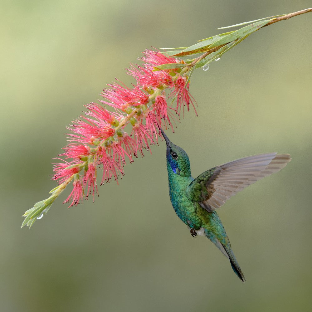 Sparkling violetear
