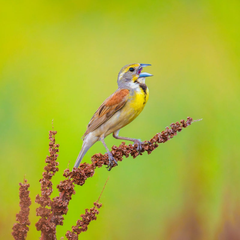 Singing