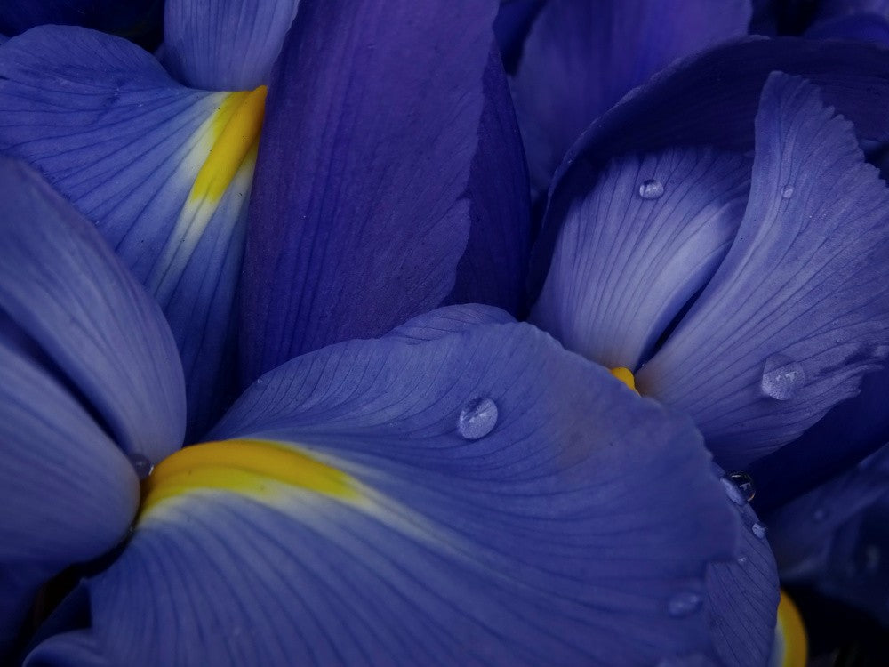 Irises
