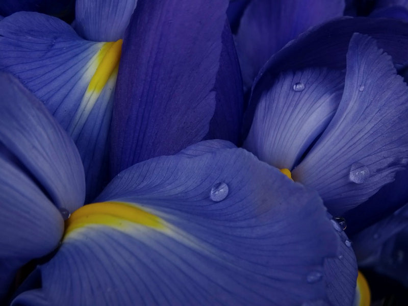 Irises