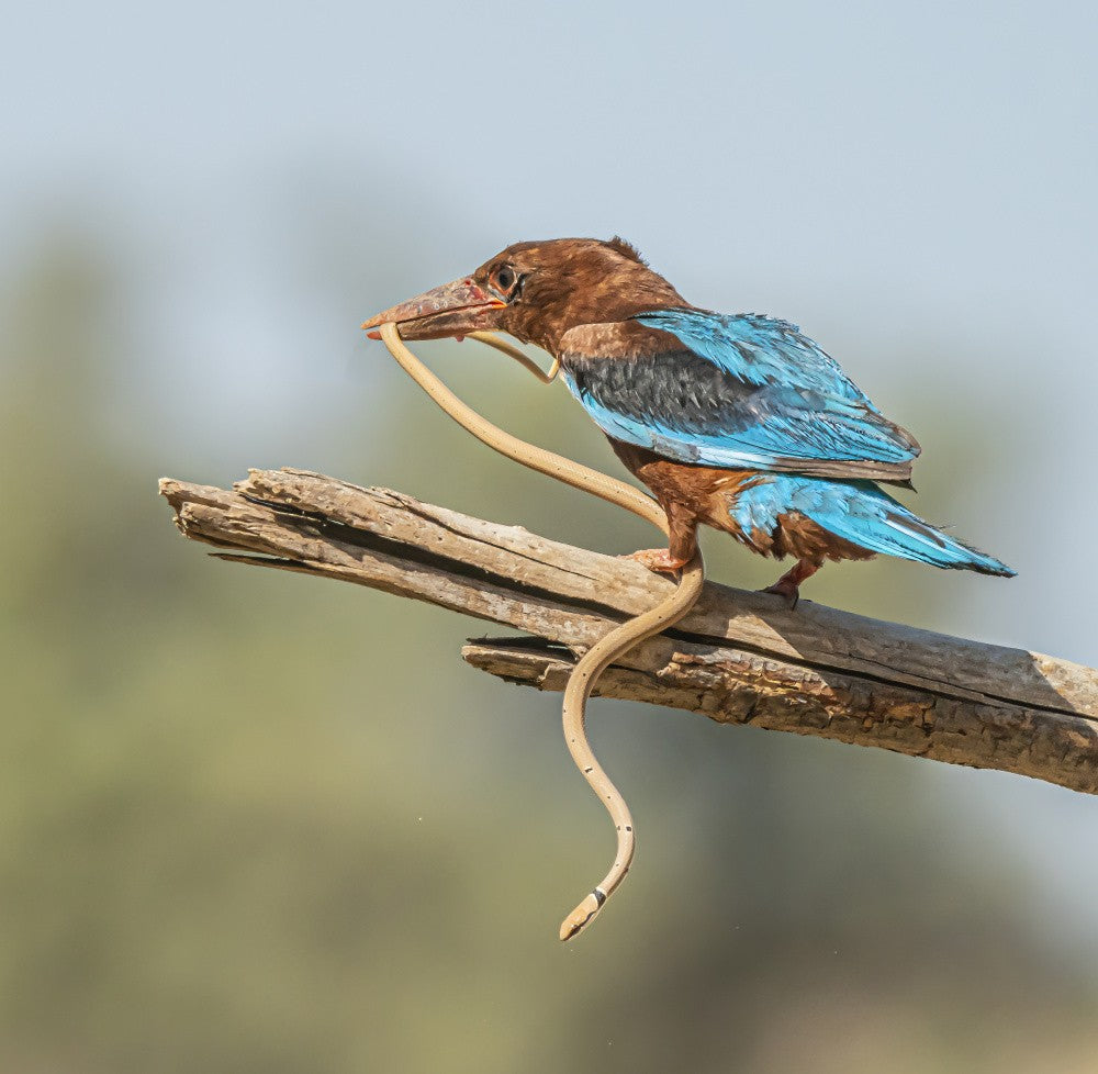 Kingfisher