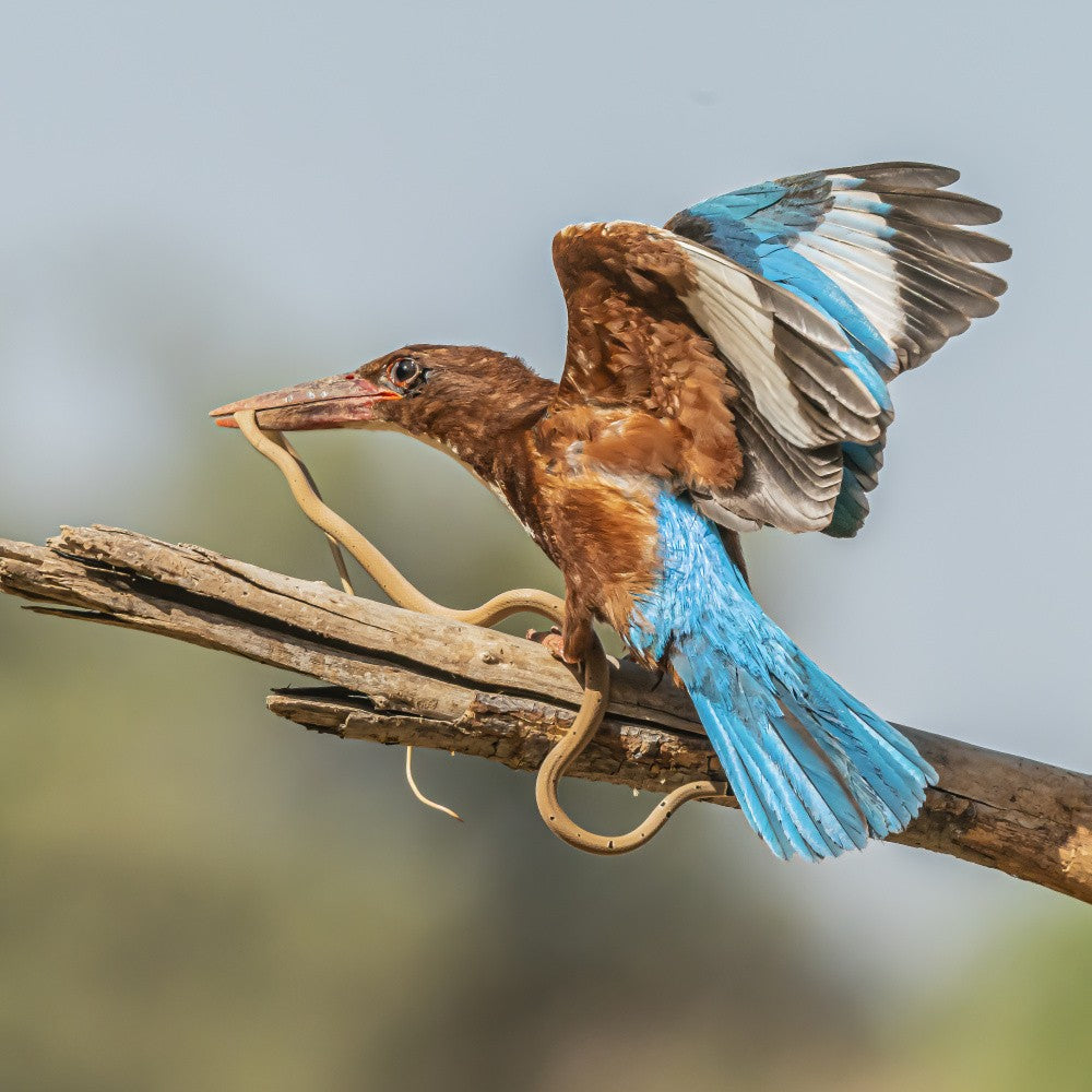 B brave kingfisher