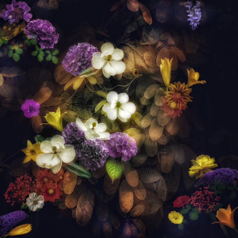 Mirabilis
