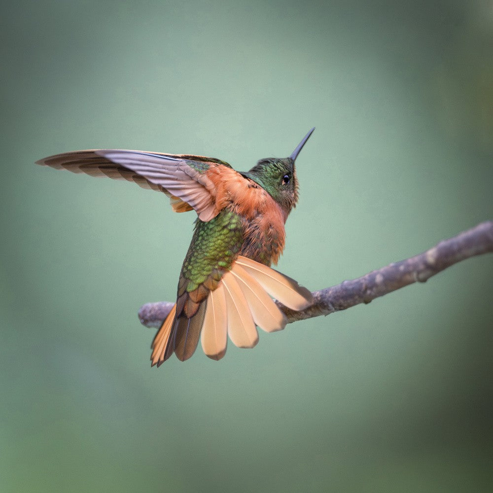 Chestnut-breasted Coronet