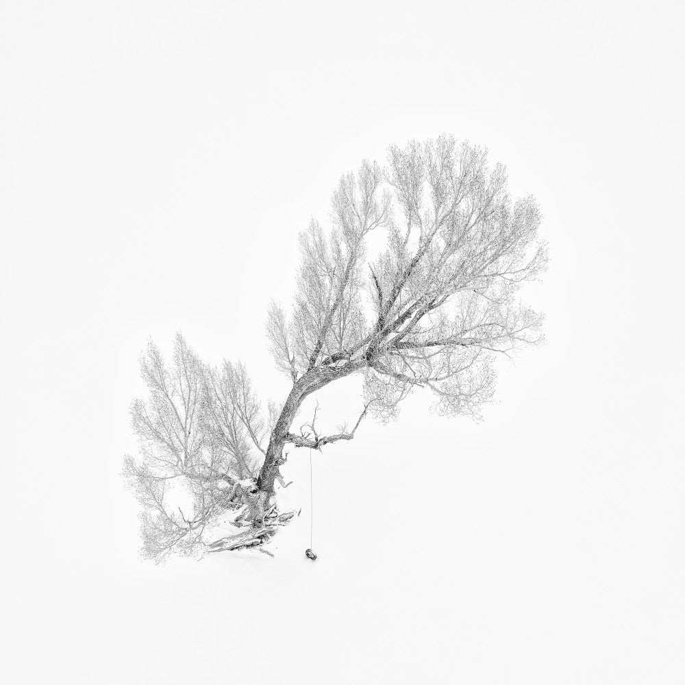 Lone Tree in Winter (Aerial View)