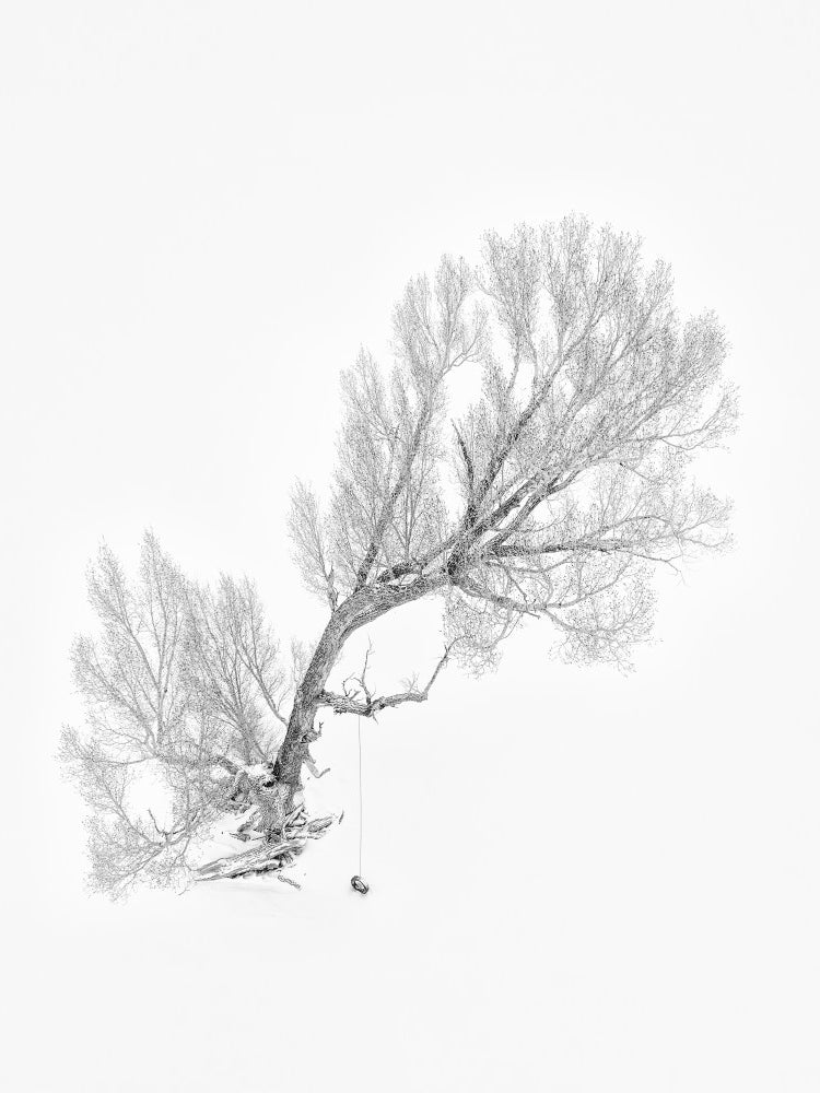 Lone Tree in Winter (Aerial View)