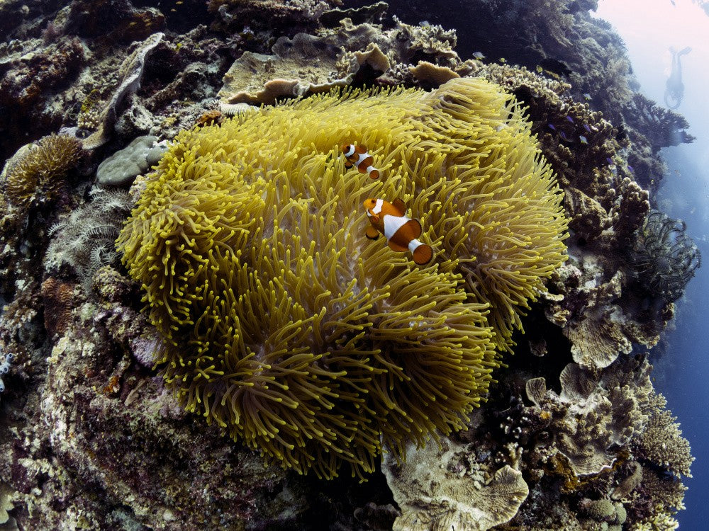 Anemone and Anemone Fish