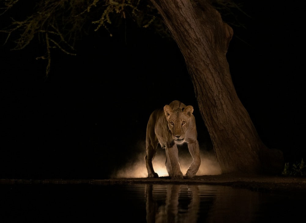 Lion at night