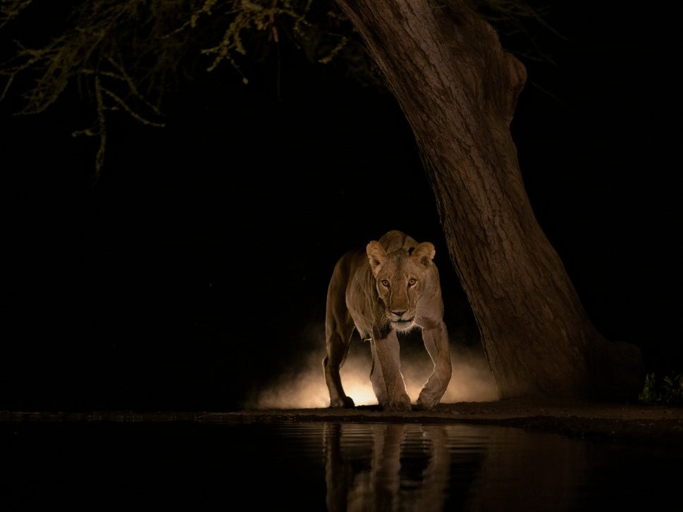 Lion at night