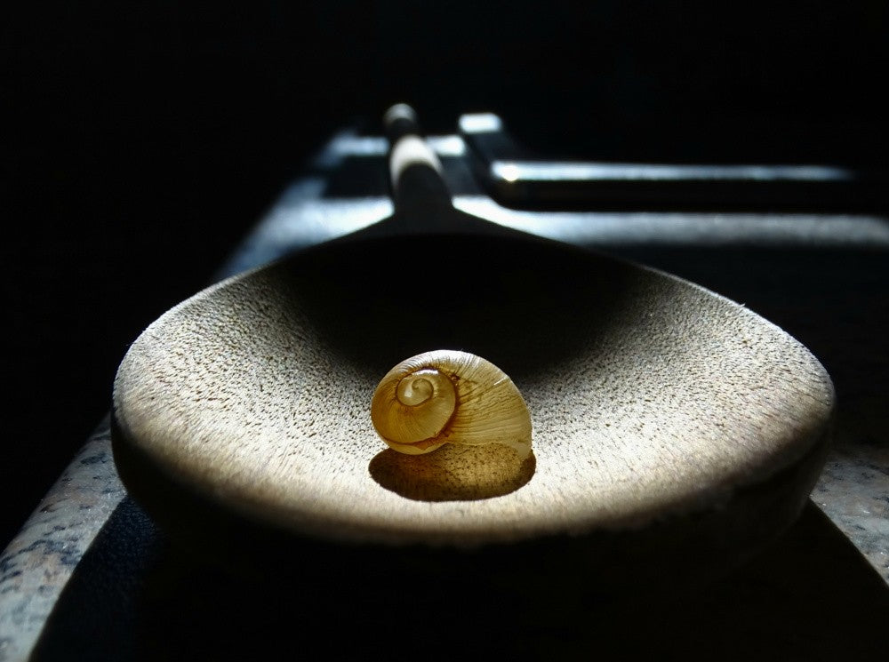 Snail Shell