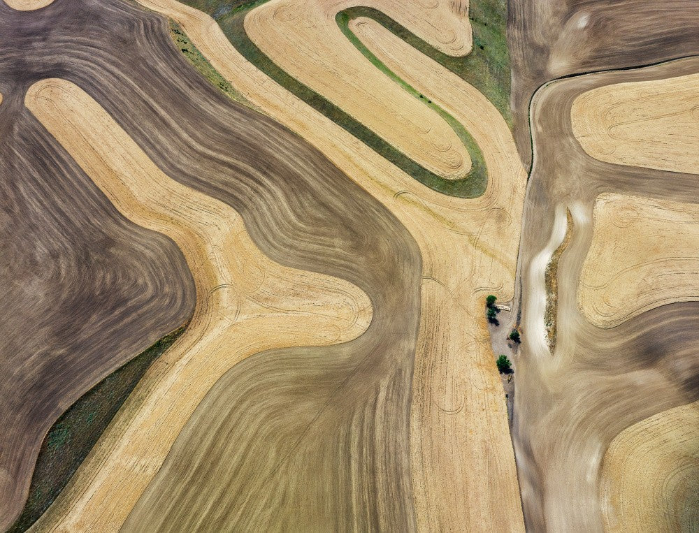 Wheat field