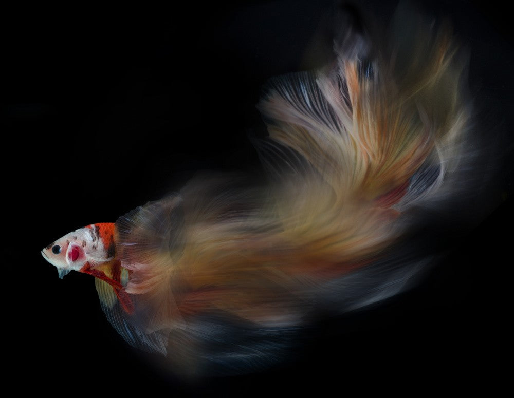Colorful bettafish motion