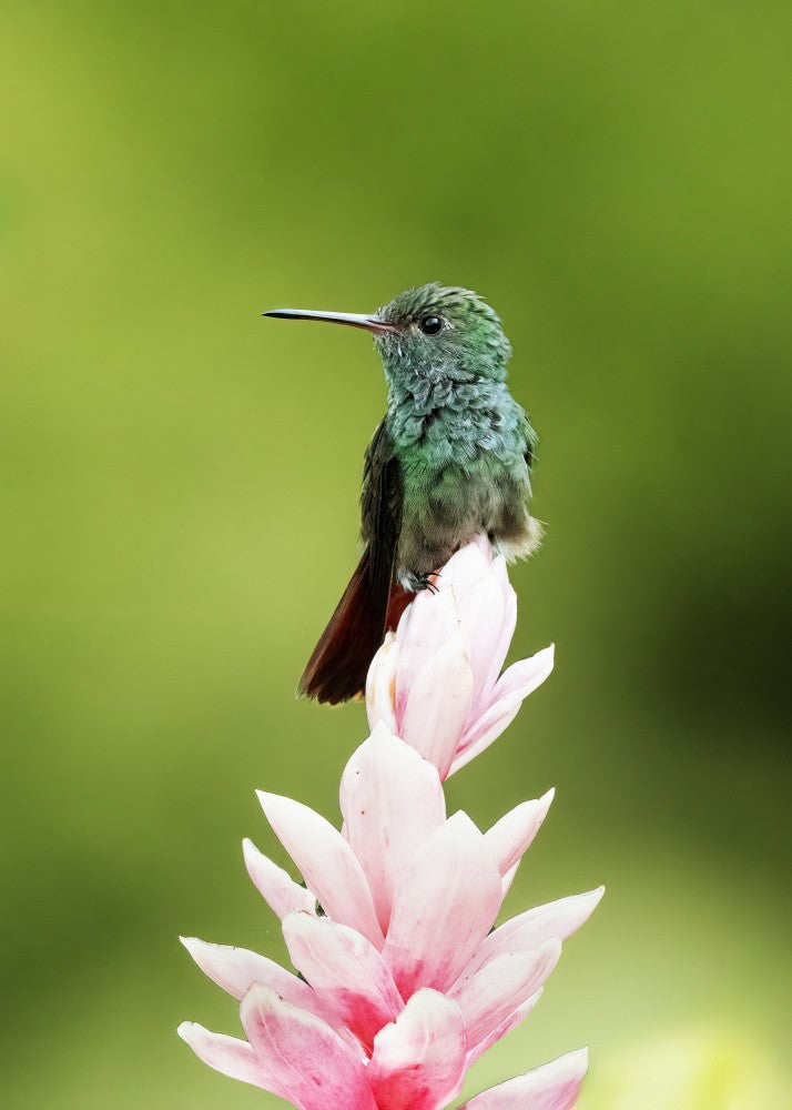 Colibri