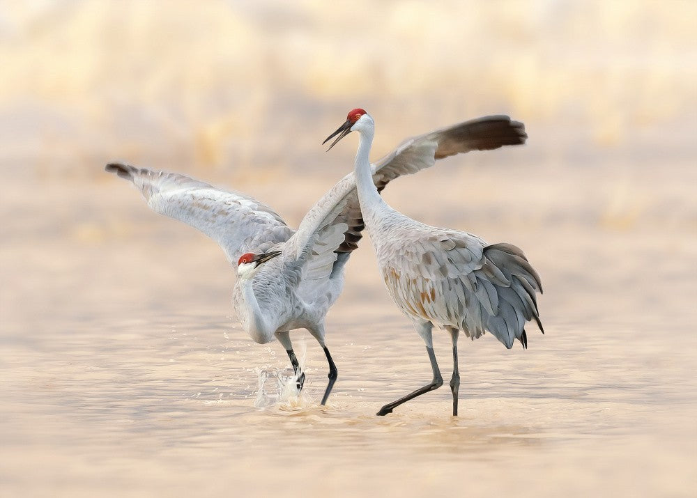 Let's Dance