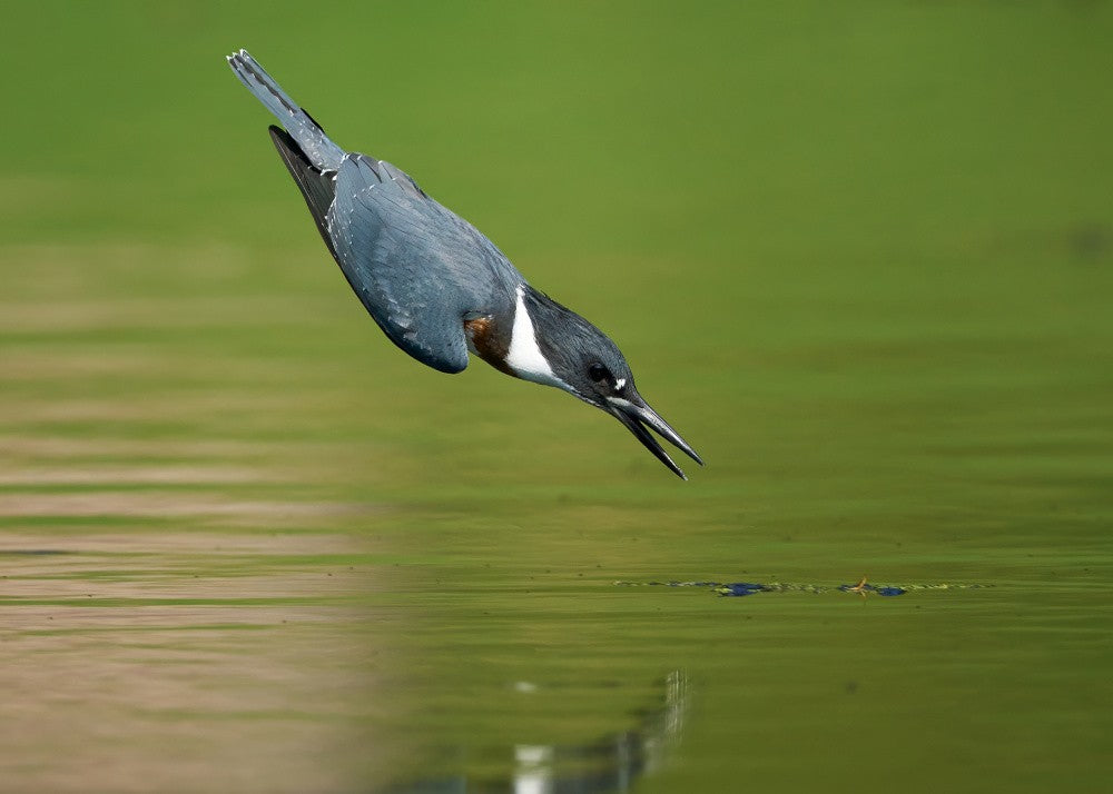 Belted Kingfisher in Action