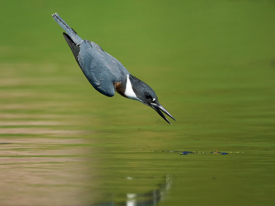Belted Kingfisher in Action