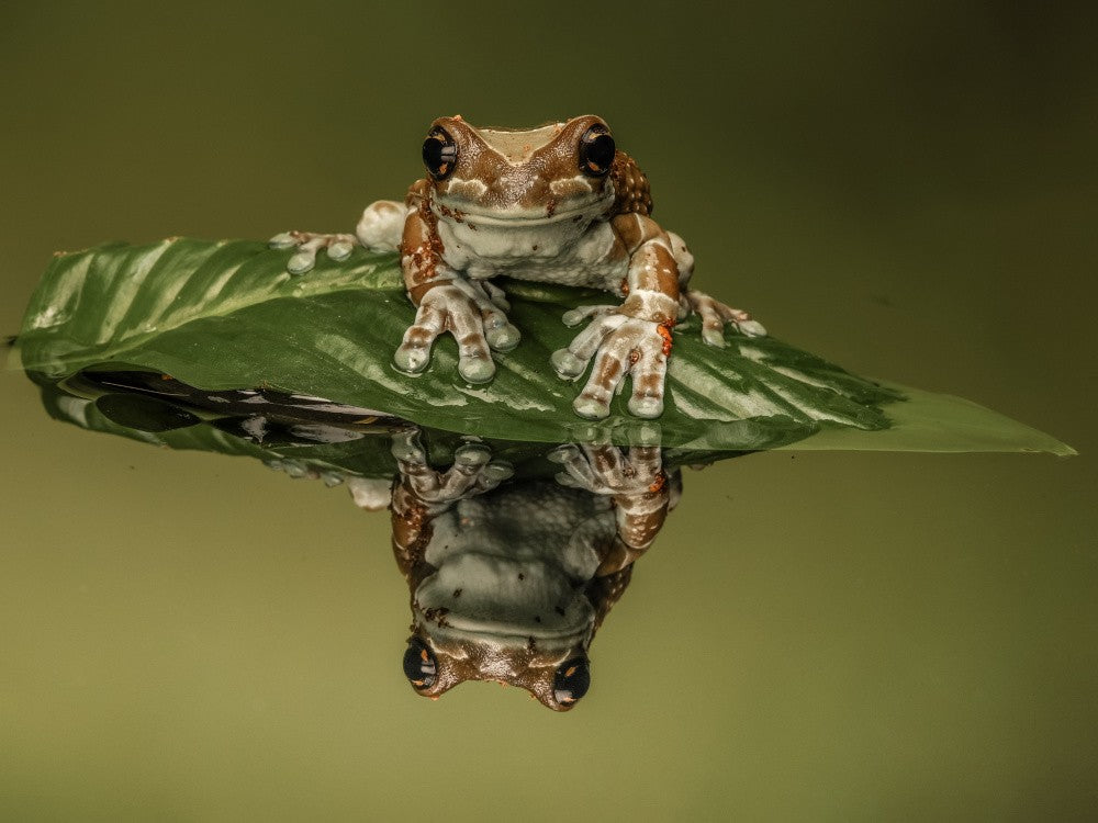 Amazon Milk Frog