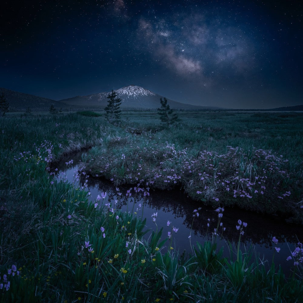 Wildflowers and Snow Mountain Under Milky Way