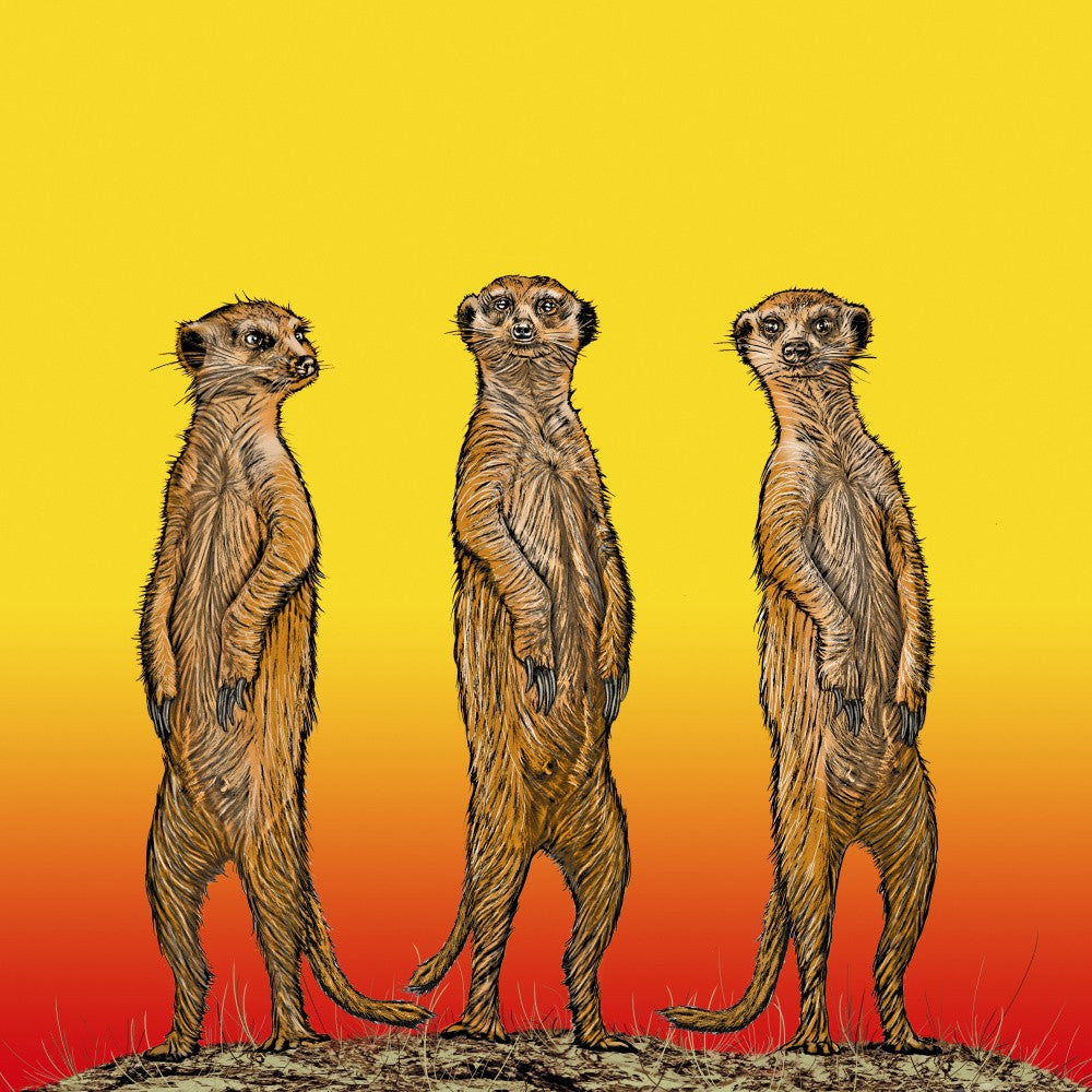 Meerkat gang at sunset