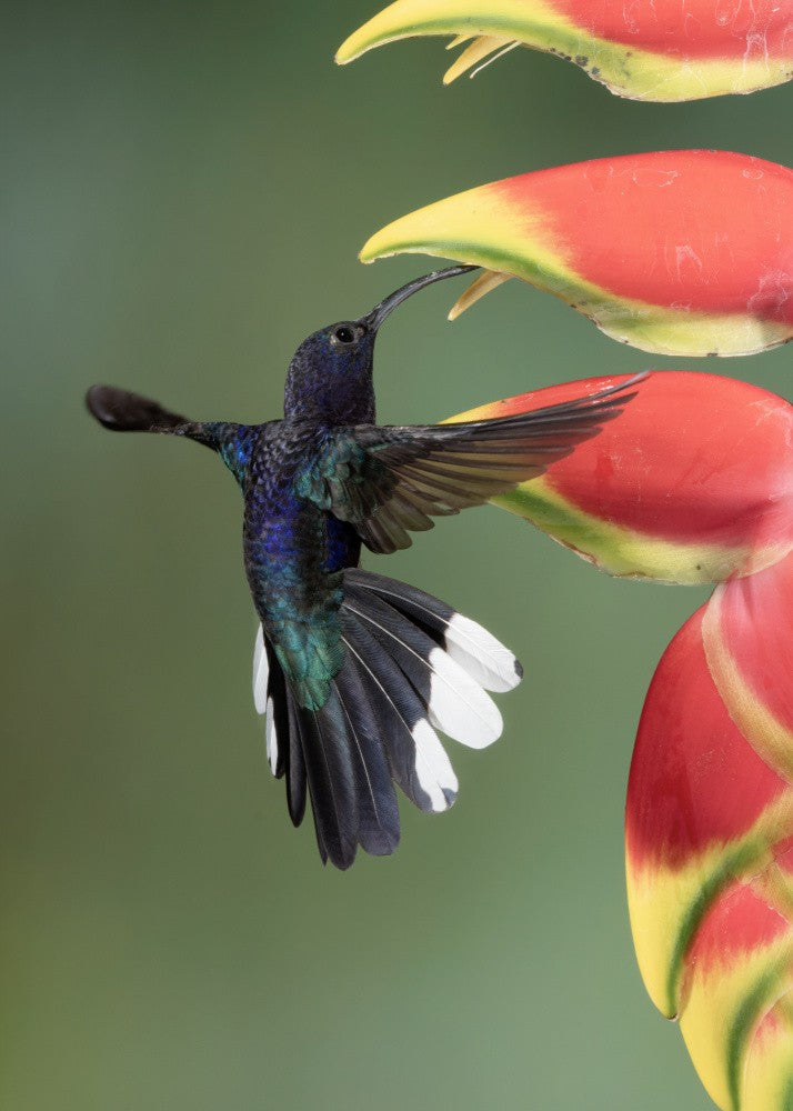 A violet sabrewing