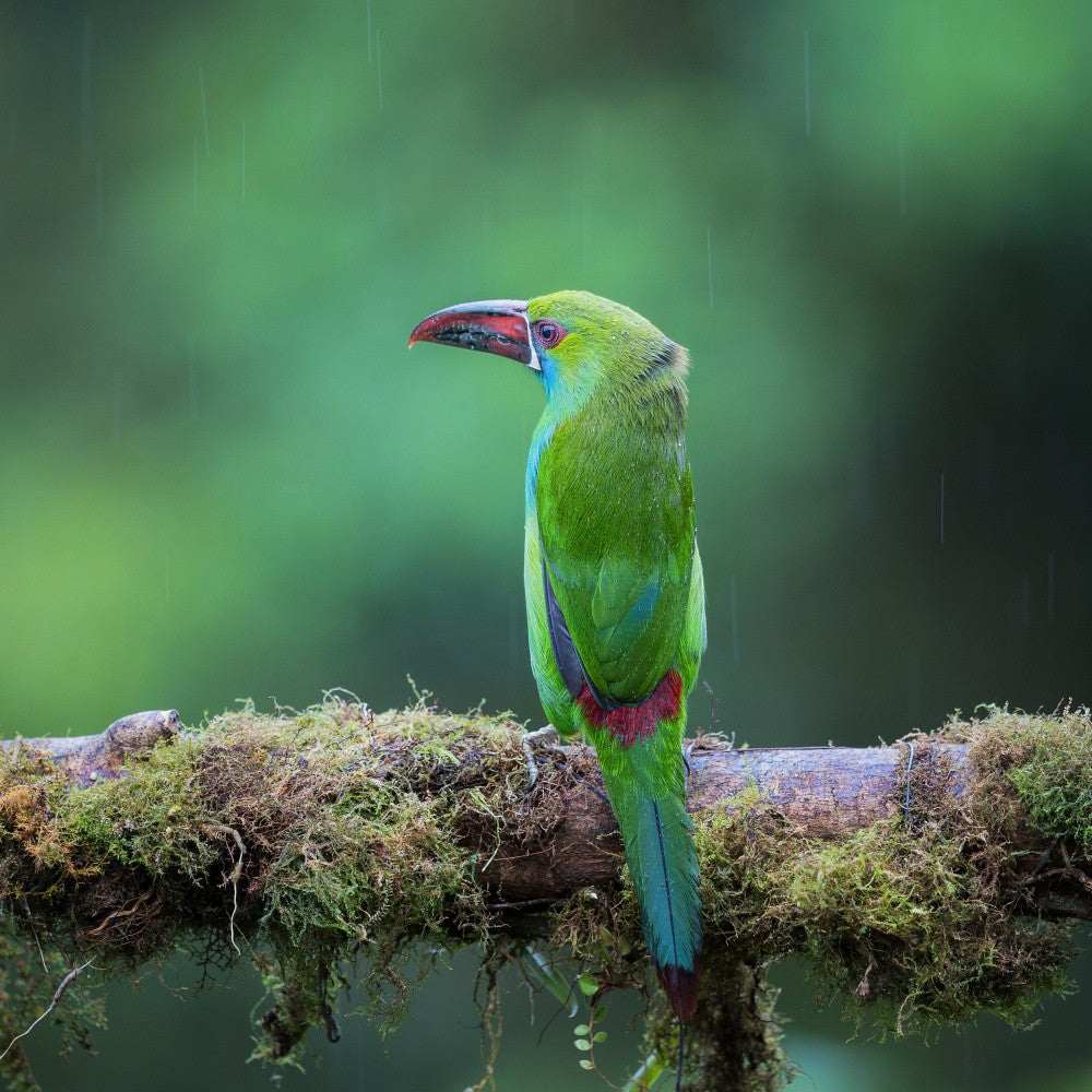 Crimson-rumped toucanet