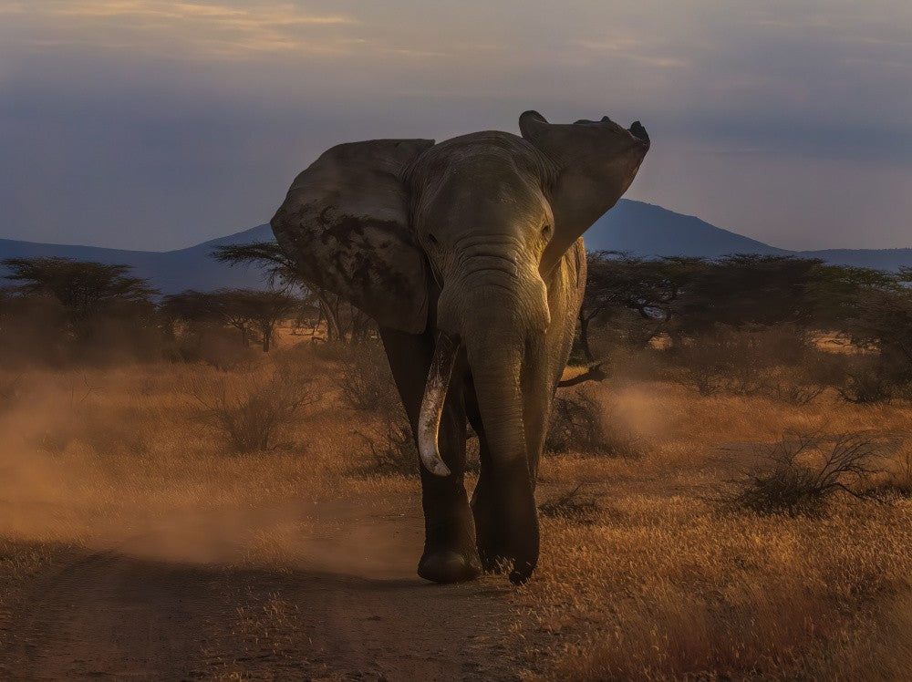 Angry Elephant