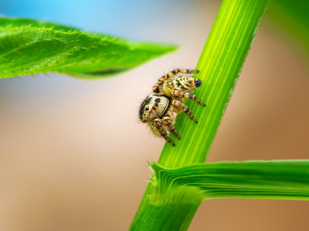 jumpingspider