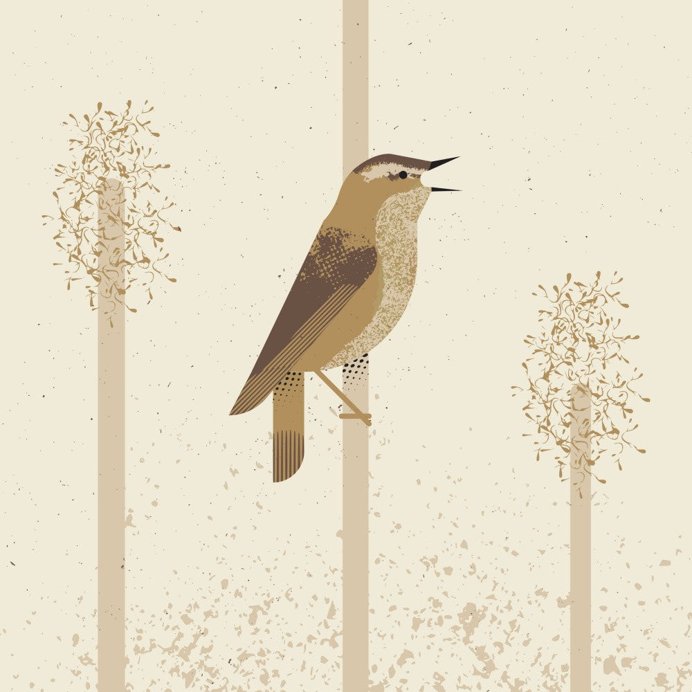 Sedge Warbler