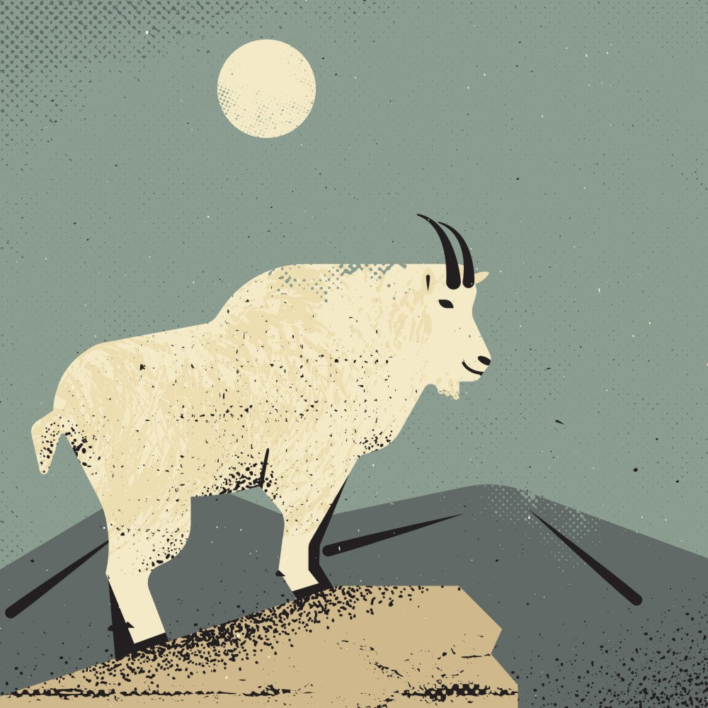 Mountain Goat