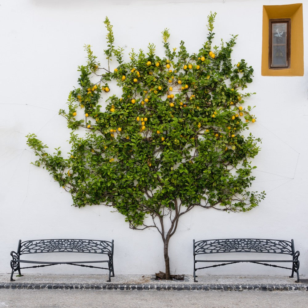 Orangenbaum