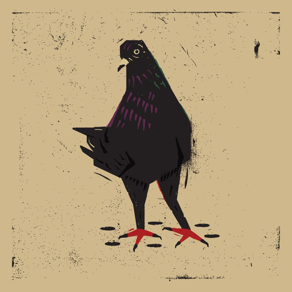 Pigeon