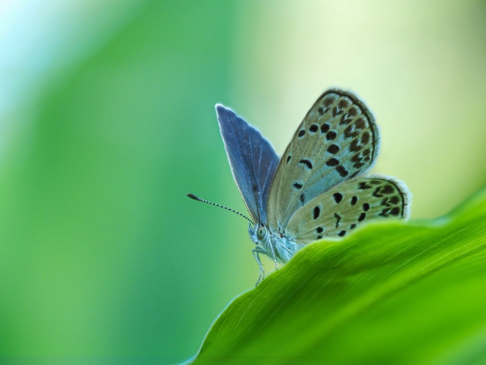 Blaue Flügel