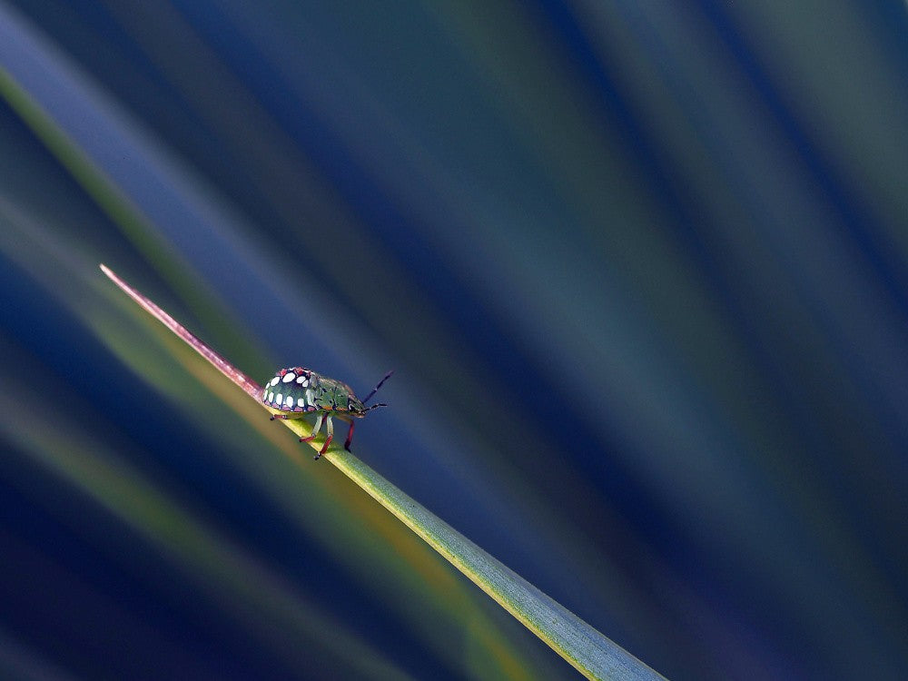 In the blue of the night...