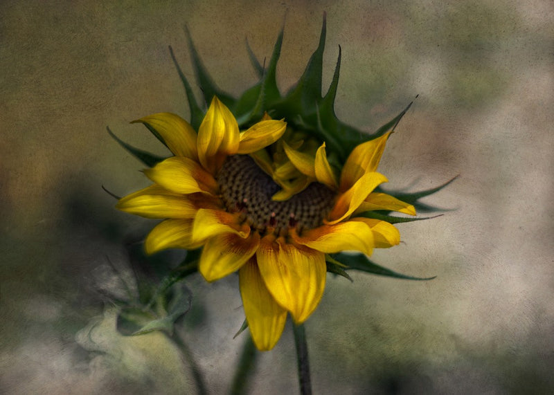 Sun Flower