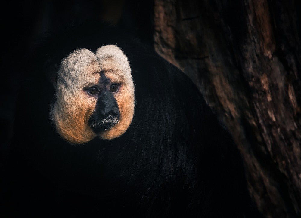 White-faced saki