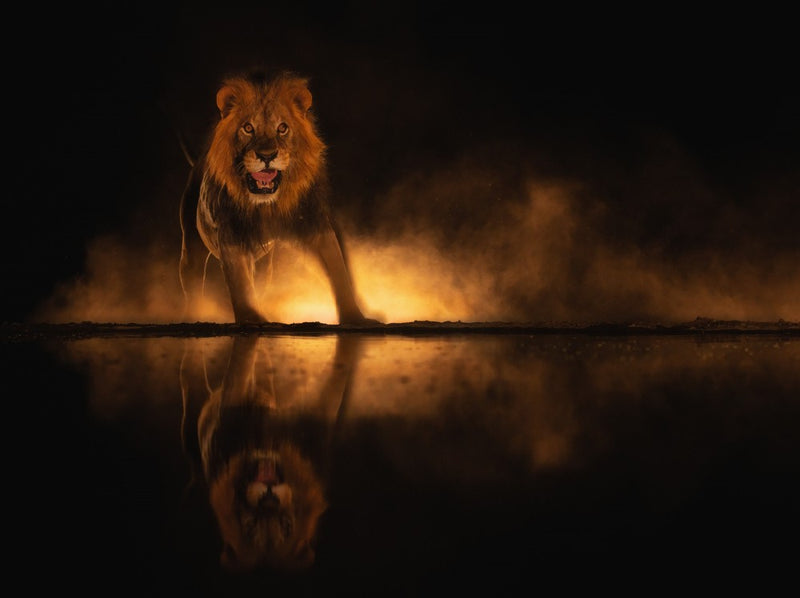 Angry Lion