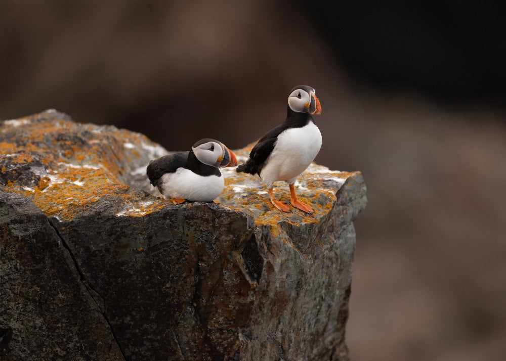 Puffins